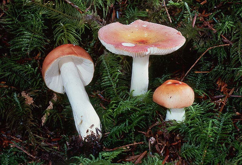 Russula bicolor